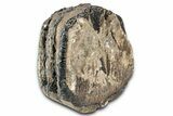 Partial Southern Mammoth Molar - Hungary #357025-1